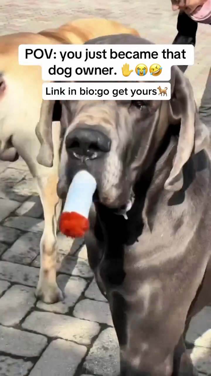 vlcsnap-2025-11-19-16h53m32s049.png vlcsnap-2025-11-19-16h53m32s049.png