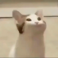 Haku81