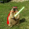 Supermarmotte